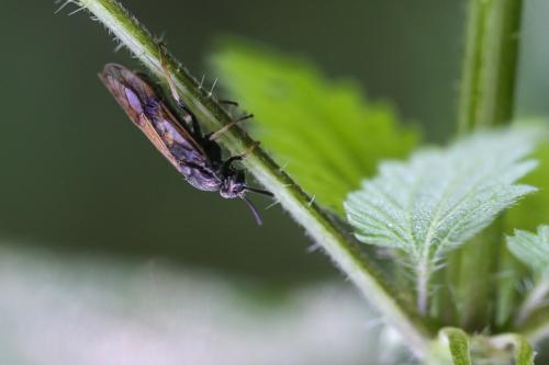 Arge ustulata